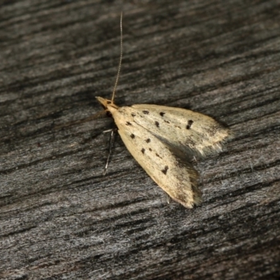 Atheropla decaspila (A concealer moth) at Melba, ACT - 13 Nov 2010 by Bron