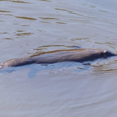 Ornithorhynchus anatinus (Platypus) at Bega, NSW - 11 May 2020 by MatthewHiggins