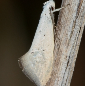 Thalerotricha mylicella at Melba, ACT - 3 Oct 2012 01:01 PM