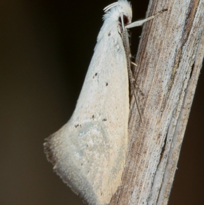 Thalerotricha mylicella (Wingia Group) at Melba, ACT - 3 Oct 2012 by Bron