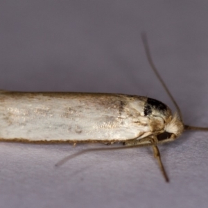 Philobota productella at Melba, ACT - 16 Dec 2013