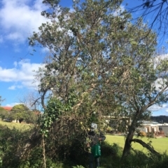 Banksia integrifolia subsp. integrifolia (Coast Banksia) at Tura Beach, NSW - 10 May 2020 by Carine