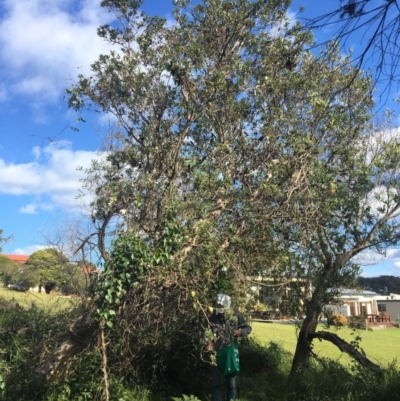 Banksia integrifolia subsp. integrifolia (Coast Banksia) at Tura Beach, NSW - 10 May 2020 by Carine