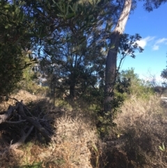 Banksia integrifolia subsp. integrifolia (Coast Banksia) at North Tura - 10 May 2020 by Carine