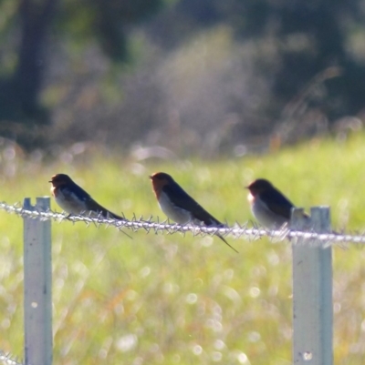 Hirundo neoxena (Welcome Swallow) at Bega, NSW - 11 May 2020 by MatthewHiggins