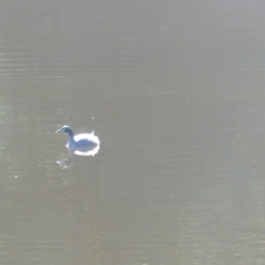 Tachybaptus novaehollandiae (Australasian Grebe) at Bega, NSW - 11 May 2020 by MatthewHiggins