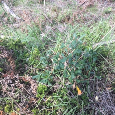 Banksia integrifolia subsp. integrifolia (Coast Banksia) at Tura Beach, NSW - 10 May 2020 by Carine