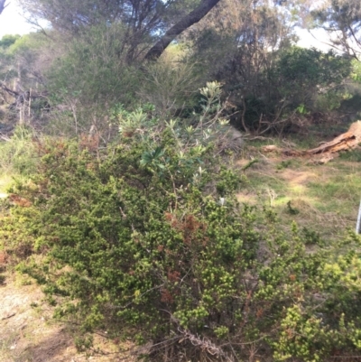 Banksia integrifolia subsp. integrifolia (Coast Banksia) at North Tura - 10 May 2020 by Carine