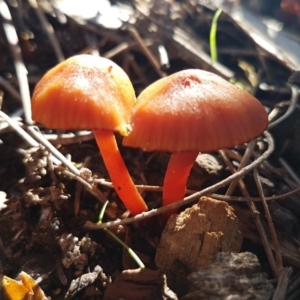 Hygrocybe sp. at Stromlo, ACT - 11 May 2020 11:18 AM