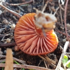 Hygrocybe sp. at Stromlo, ACT - 11 May 2020 11:18 AM