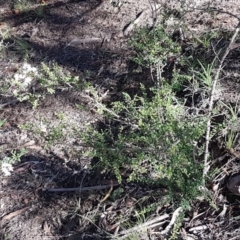 Bursaria spinosa subsp. lasiophylla at Stromlo, ACT - 11 May 2020 11:20 AM