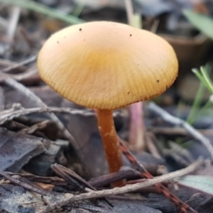 Galerina sp. at Stromlo, ACT - 11 May 2020