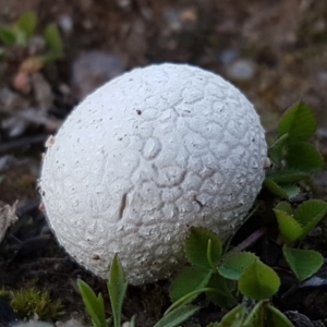 Calvatia sp. at Stromlo, ACT - 11 May 2020