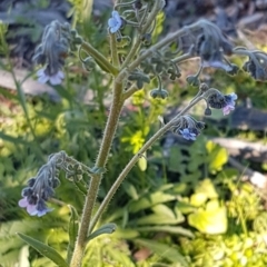 Cynoglossum australe at Denman Prospect, ACT - 11 May 2020