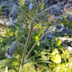 Cynoglossum australe at Denman Prospect, ACT - 11 May 2020