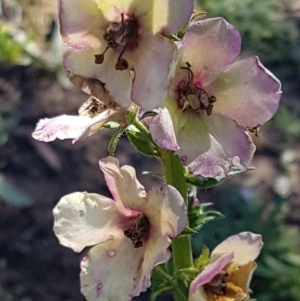 Verbascum sp. at Denman Prospect, ACT - 11 May 2020