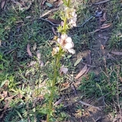Verbascum sp. at Denman Prospect, ACT - 11 May 2020