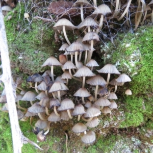 Coprinellus etc. at Coree, ACT - 11 May 2020 10:04 AM