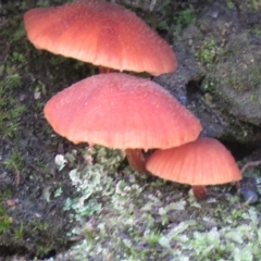 Unidentified Cap on a stem; gills below cap [mushrooms or mushroom-like] at Coree, ACT - 11 May 2020 by SandraH