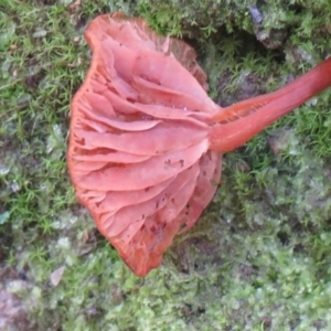 zz agaric (stem; gills not white/cream) at Coree, ACT - 11 May 2020