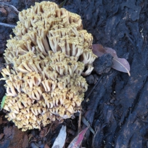 Ramaria capitata var. capitata at Coree, ACT - 11 May 2020