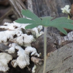 Schizophyllum commune (Split Gill Fungus) at Coree, ACT - 10 May 2020 by SandraH