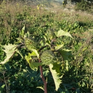 Datura stramonium at Isaacs Ridge and Nearby - 11 May 2020