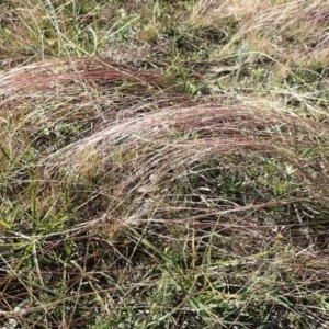 Tripogonella loliiformis at Paddys River, ACT - 11 May 2020