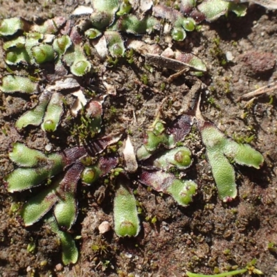 Asterella drummondii (A thallose liverwort) at Hackett, ACT - 11 May 2020 by RWPurdie