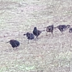 Corcorax melanorhamphos (White-winged Chough) at Jerrabomberra, ACT - 11 May 2020 by Mike