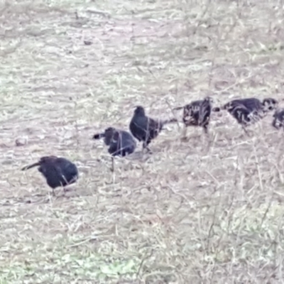 Corcorax melanorhamphos (White-winged Chough) at Jerrabomberra, ACT - 11 May 2020 by Mike