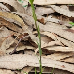 Pterostylis alveata (Coastal Greenhood) at Wyndham, NSW - 6 May 2020 by Volplana