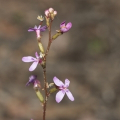 Stylidium graminifolium (Grass Triggerplant) at Bruce, ACT - 4 May 2020 by AlisonMilton