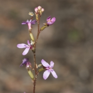 Stylidium graminifolium at Bruce, ACT - 5 May 2020