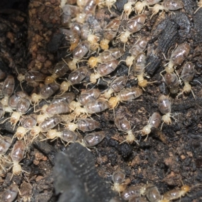 Nasutitermes sp. (genus) (Snouted termite, Gluegun termite) at Bruce Ridge to Gossan Hill - 5 May 2020 by AlisonMilton