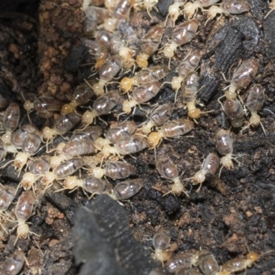Nasutitermes (genus) (Snouted termite, Gluegun termite) - 1 Jan 1900 by AlisonMilton