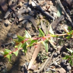 Acacia gunnii at Aranda, ACT - 11 May 2020