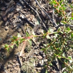 Acacia gunnii at Aranda, ACT - 11 May 2020