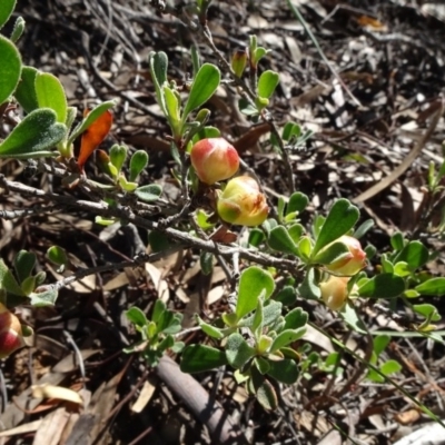 Hibbertia obtusifolia (Grey Guinea-flower) at Aranda, ACT - 11 May 2020 by JanetRussell