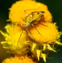 Miridae (family) (Unidentified plant bug) at Molonglo River Reserve - 11 May 2020 by Roger