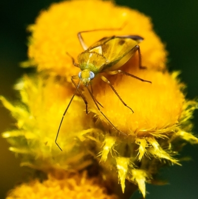 Miridae (family) (Unidentified plant bug) at Dunlop, ACT - 11 May 2020 by Roger