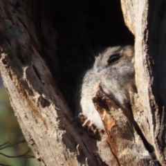 Aegotheles cristatus (Australian Owlet-nightjar) at Garran, ACT - 11 May 2020 by roymcd