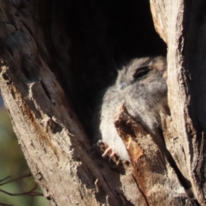 Aegotheles cristatus at Garran, ACT - 11 May 2020