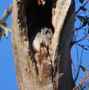 Aegotheles cristatus at Garran, ACT - 11 May 2020