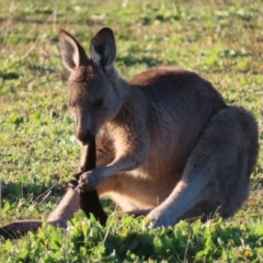 Macropus giganteus (Eastern Grey Kangaroo) at Red Hill Nature Reserve - 11 May 2020 by roymcd
