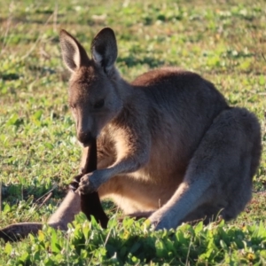 Macropus giganteus at Red Hill, ACT - 11 May 2020