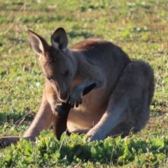 Macropus giganteus at Red Hill, ACT - 11 May 2020