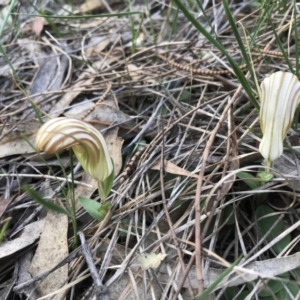 Diplodium truncatum at Tuggeranong DC, ACT - suppressed