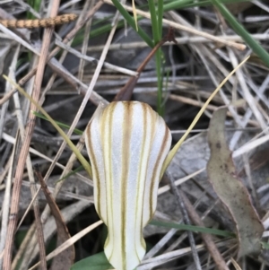 Diplodium truncatum at Tuggeranong DC, ACT - suppressed