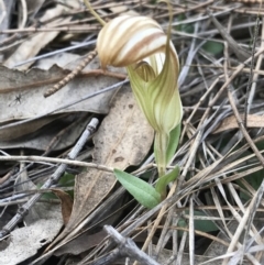 Diplodium truncatum at Tuggeranong DC, ACT - 16 Apr 2020